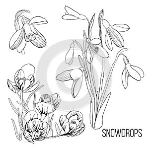 Illustration of white with black drawing contour sketch of snowdrop. Graphic design isolated object for spring