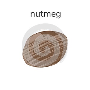 Illustration of whole nutmeg spice isotated on white background. Hand drawn illustration