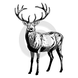Illustration of wild deer in black and white style.