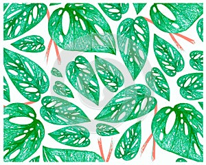 Illustration of Window Leaf or Monstera Obliqua Plants Background