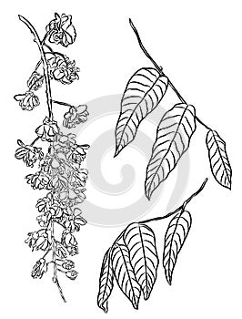 Illustration of wisteria flowers. Spring and summer. illustration design elements plant wisteria. Wisteria Plena.
