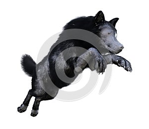 Illustration of a wolf with black and white fur jumping while running isolated on a white background