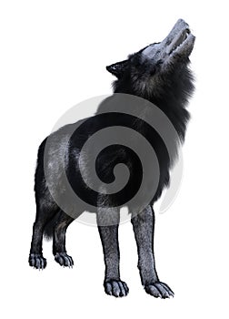 Illustration of a wolf with black and white fur standing and howling isolated on a white background