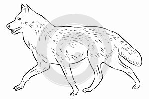Illustration of a wolf, vector draw