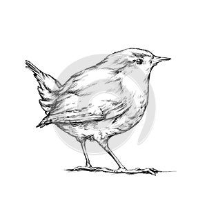 Wren, songbird photo