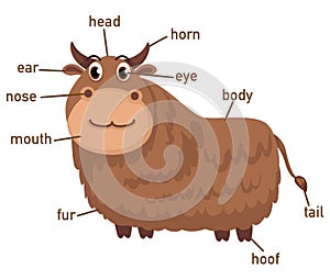 Illustration of yak vocabulary part of body