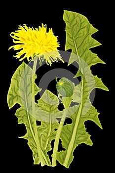 illustration of yellow dandelion flowers and green leaves on a black background