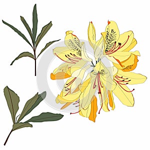 Illustration of yellow flower, bud of rhododendron, bloom on a branch. Beautiful Azalea with leaves on white background.