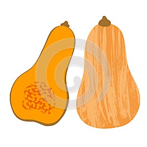 Illustration of yellow pumpkin vegetable isotated on white background. illustration with textures.