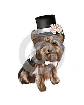 Illustration of a Yorkshire Terrier dog in a hat and bow tie.