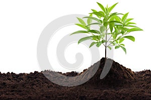 Young green plant in the ground isolated on white background with clipping path