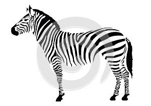 Illustration of a zebra