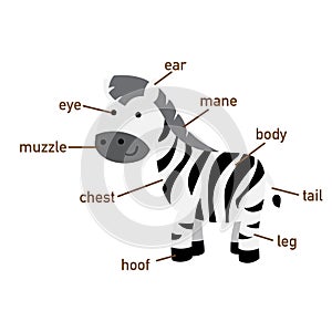 Zebra vocabulary part of body.vector