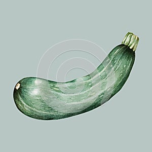 Illustration of zucchini drawing style