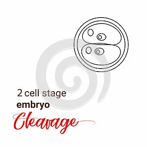 Illustration of zygote stage embryo. zygote cell stage icon. cleavage zygote cell.outline Illustration