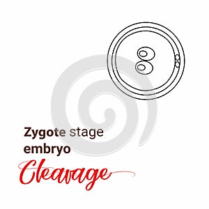 Illustration of zygote stage embryo. zygote cell stage icon. Vector cleavage zygote cell.outline