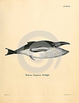 Illustrations of animal.