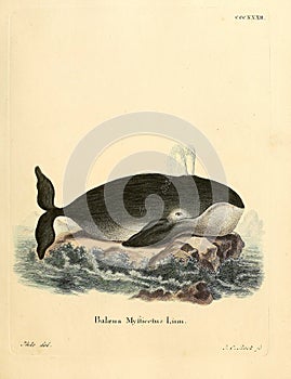 Illustrations of animal.