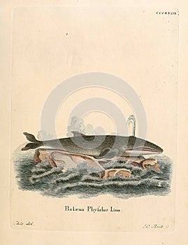 Illustrations of animal.