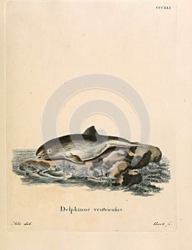 Illustrations of animal.