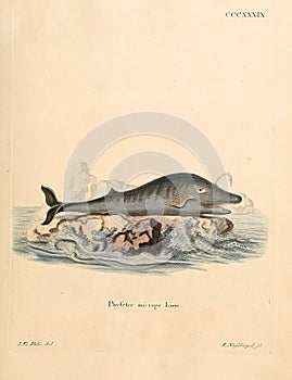 Illustrations of animal.