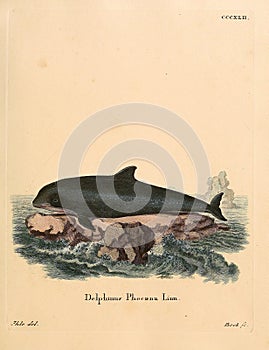 Illustrations of animal.