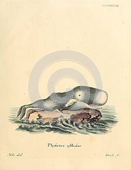 Illustrations of animal.