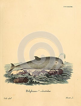 Illustrations of animal.