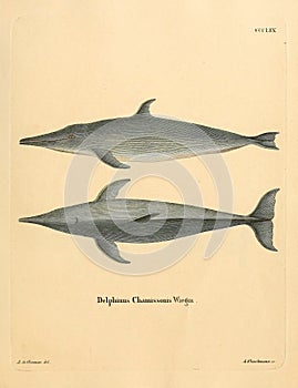 Illustrations of animal.