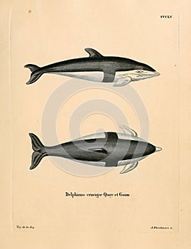 Illustrations of animal.