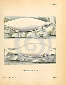 Illustrations of animal.