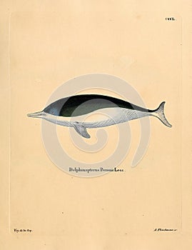 Illustrations of animal.