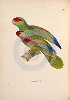 Illustrations of animal.