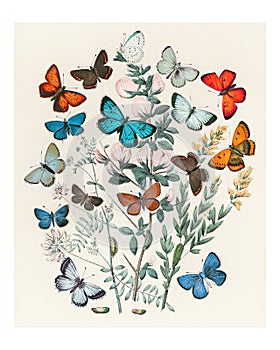 Illustrations from the book European Butterflies