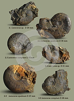 Illustrations for the book on paleontology. photo
