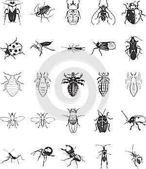 Illustrations of Bugs