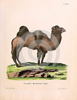 Illustrations of camal. photo