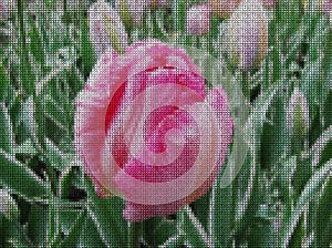 Illustrations. Cross-stitch. Beautiful scarlet tulip flower among the green leaves