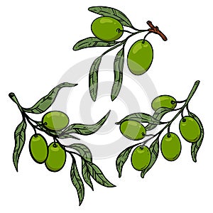 Illustrations of olive branches in vintage style. Design element for poster, card, banner, emblem, t shirt.