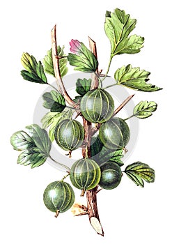 Illustrations of plant.