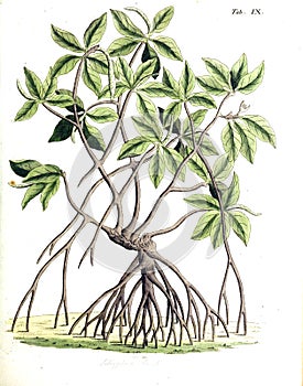Illustrations of plant. photo