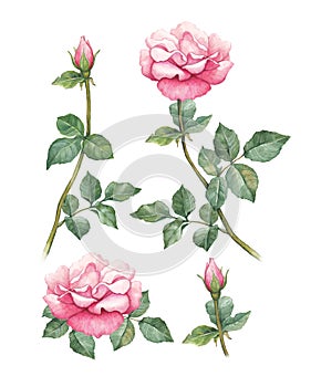 Illustrations of a rose flowers