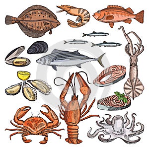 Illustrations of sea food products for gourmet menu. Vector pictures of squid, oyster and different fishes