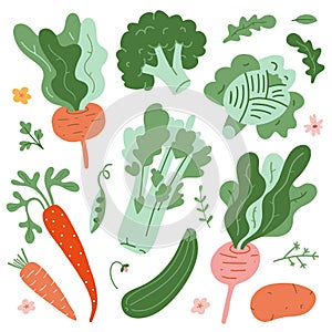 Illustrations of vegetables, green fresh organic ripe veggies, cute hand drawn style, isolated vector drawings, beet