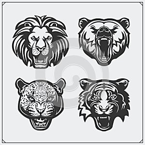 Illustrations of wild animals. Bear, lion, leopard and tiger.