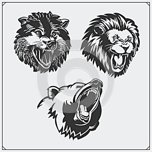 Illustrations of wild animals. Bear, lion and wolf.