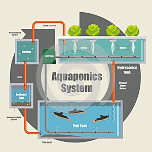 Illustrative diagram of how the Aquaponics system work