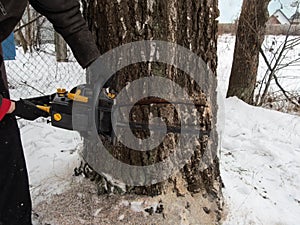 A man with two hands holds a chainsaw and makes a second incision in the trunk of a thick birch