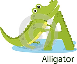 Illustrator of A with Alligator