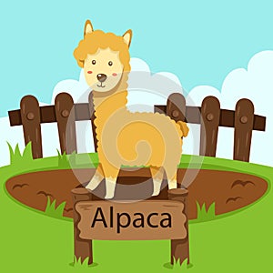 Illustrator of Alpaca in the zoo